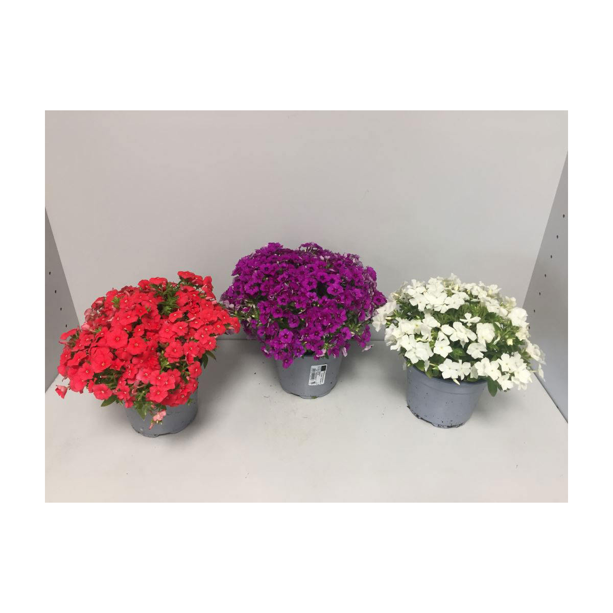 Plantiflor  Sommer-Phlox verschiedene Farben P13