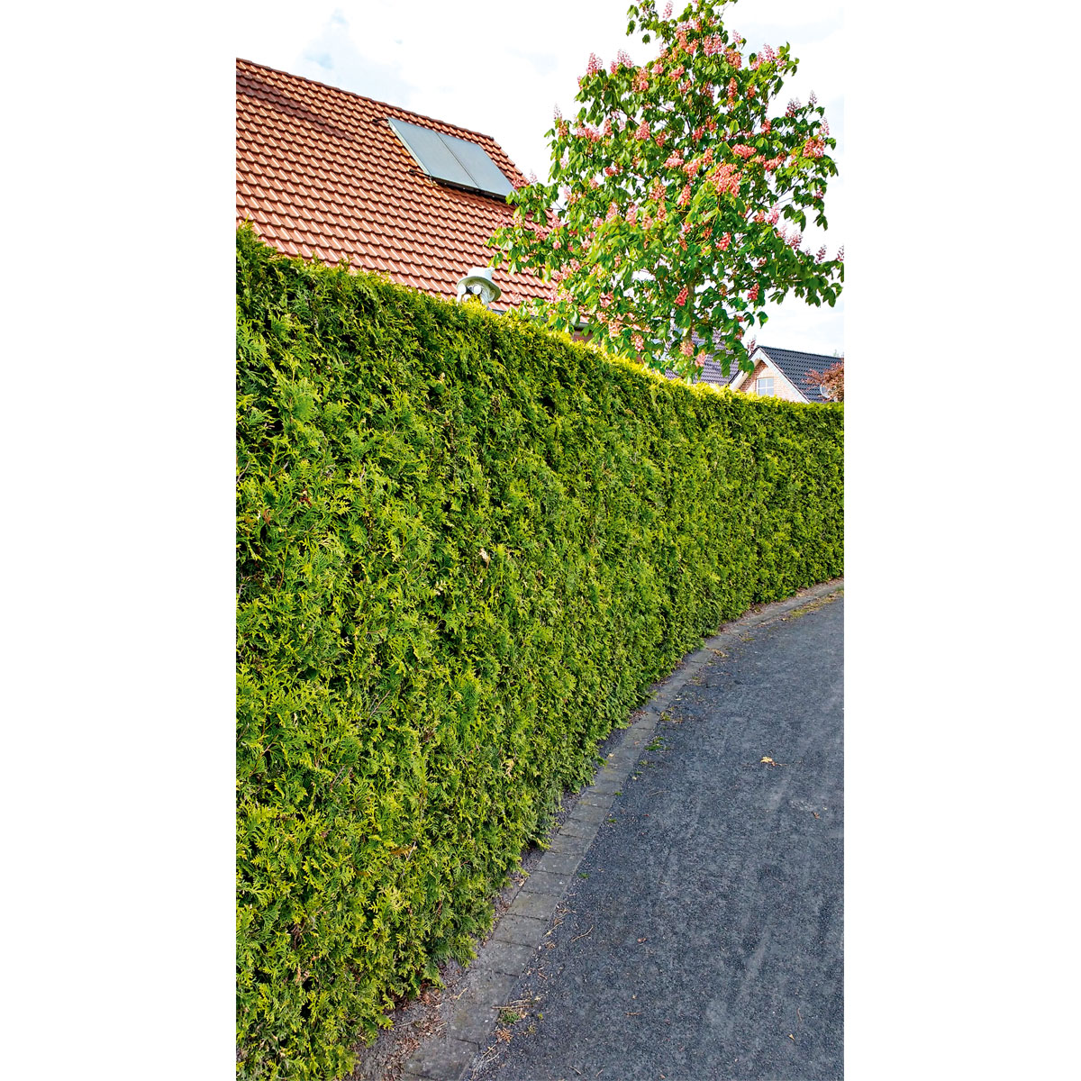 Plantiflor  Lebensbaum Smaragd Topf- Durchmesser ca 23 cm Bild 5