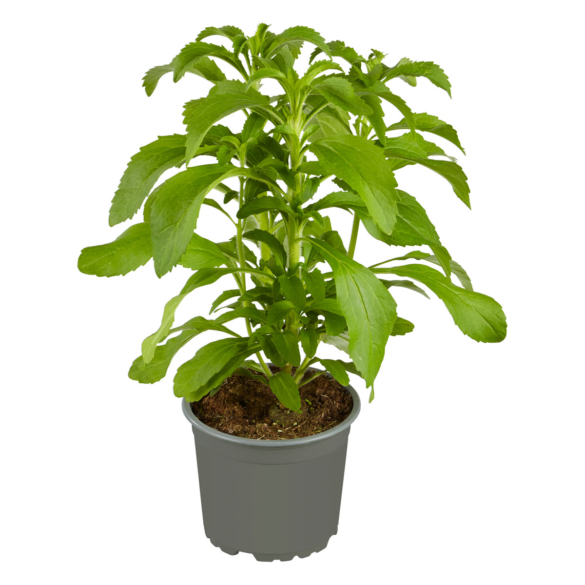 Plantiflor  Gourmetkräuter Stevia Topf 12 cm
