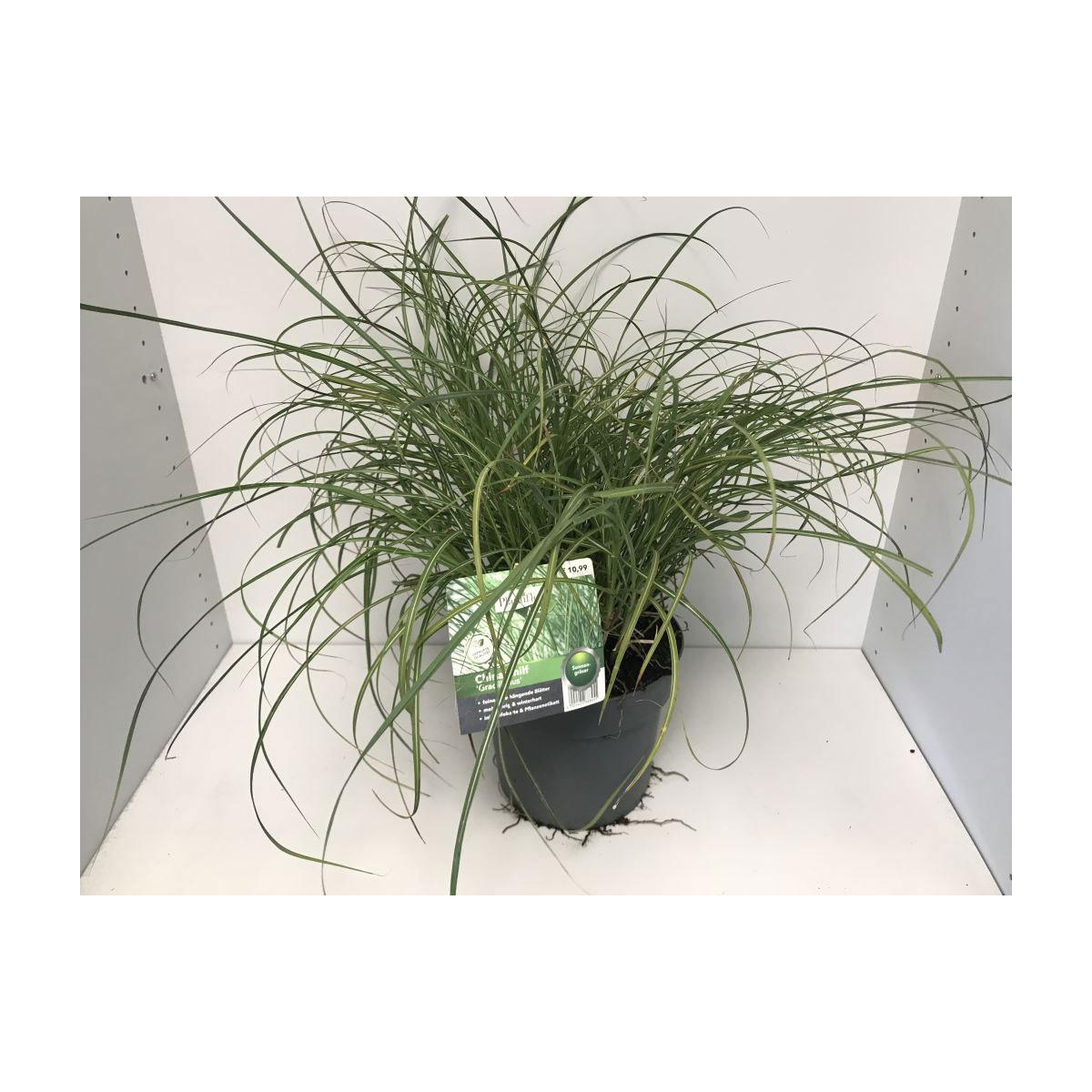 Plantiflor Feinhalm Chinaschilf Gracillimus T19