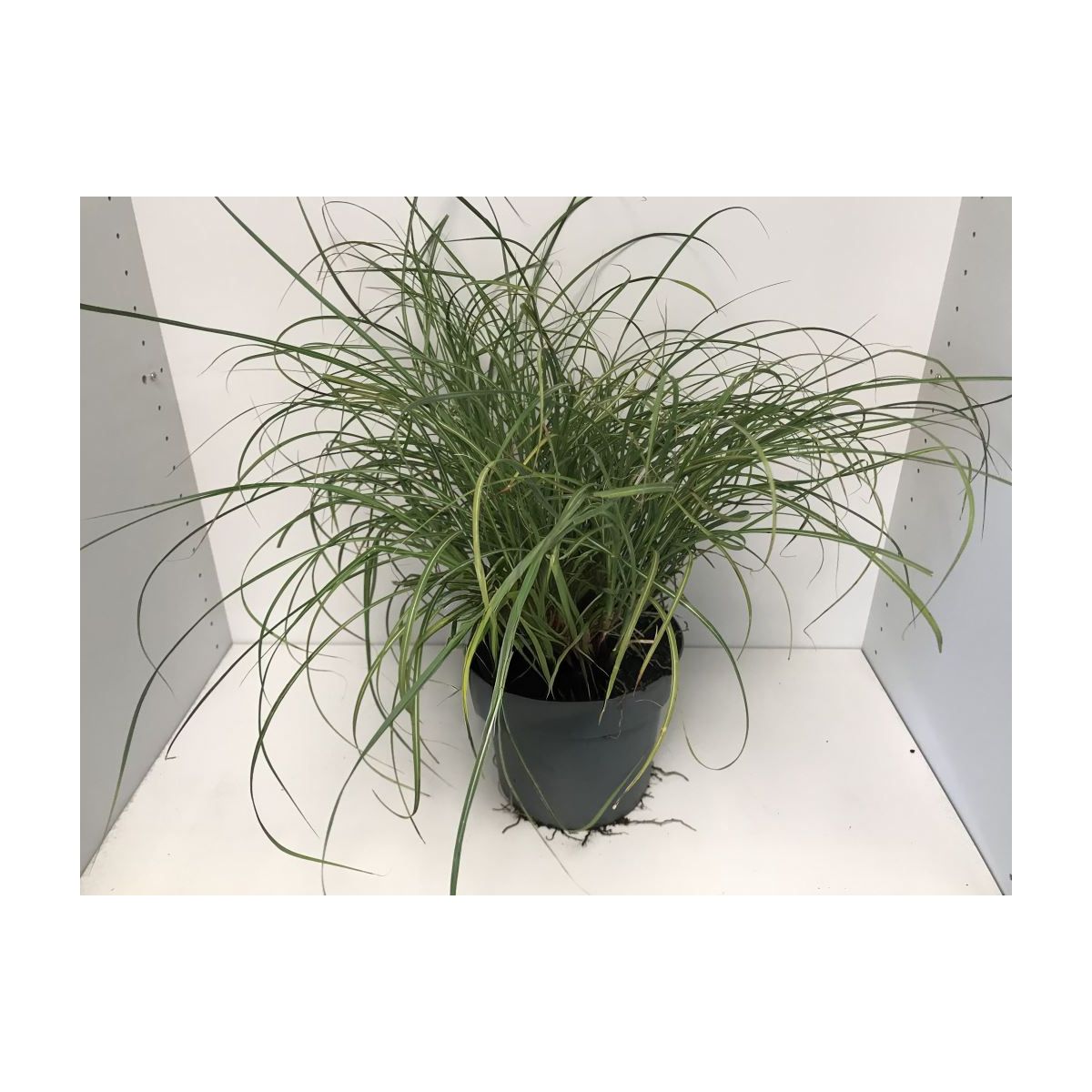 Plantiflor Feinhalm Chinaschilf Gracillimus T19