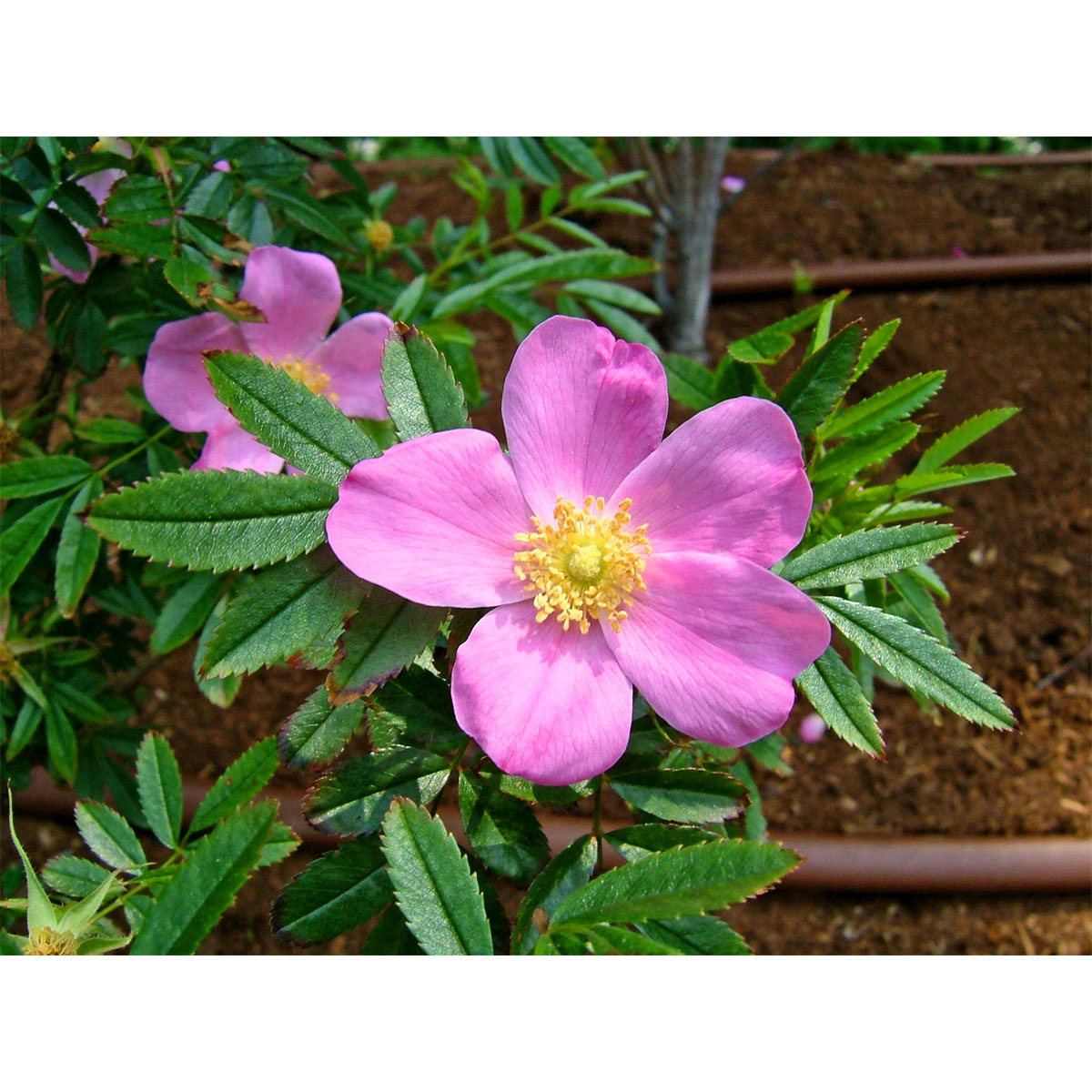 Plantiflor  Wildrose Biene Maja Topf Durchmesser 17 cm Bild 1