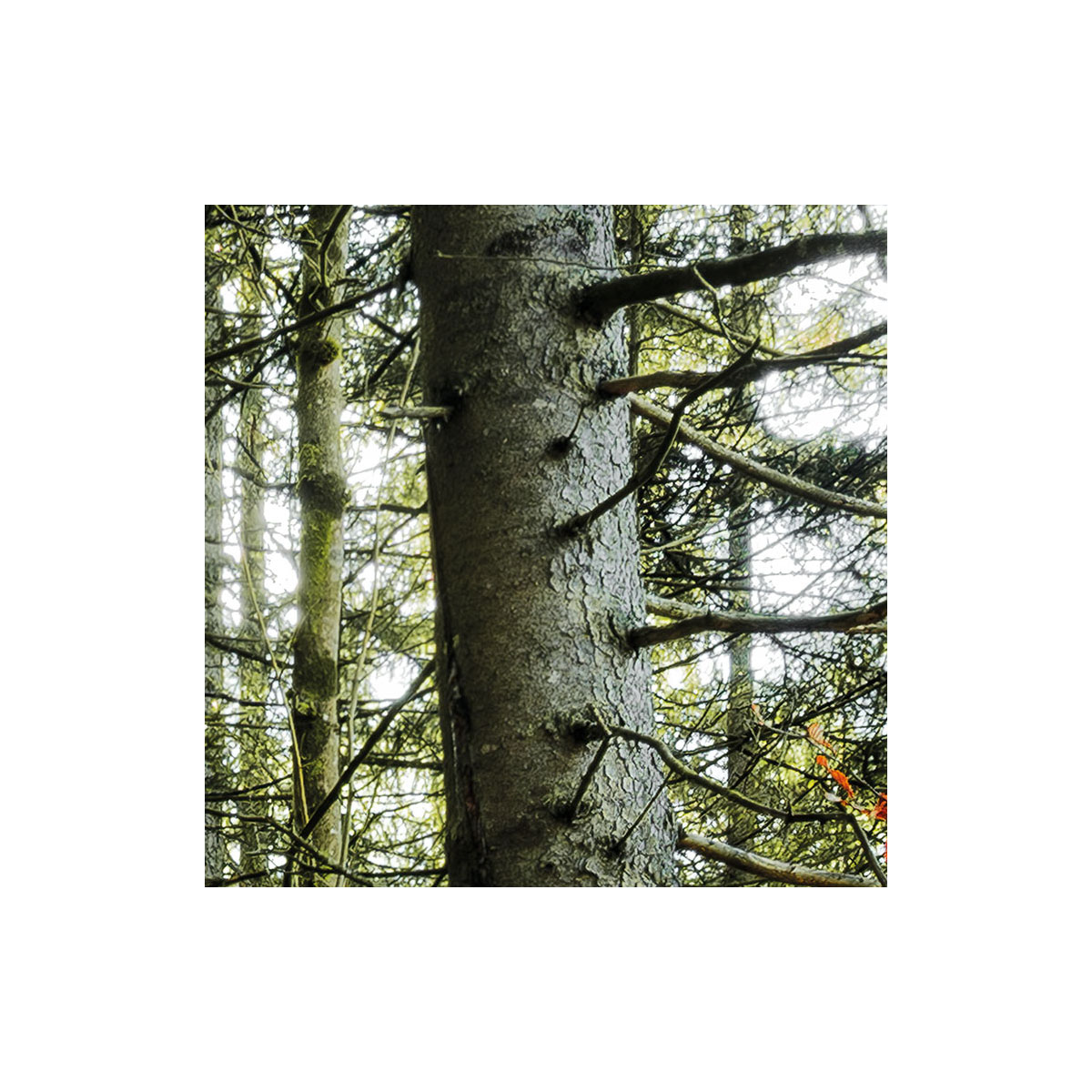 Komar  Vlies Fototapete Feuerzungen 450x280 cm Bild 6