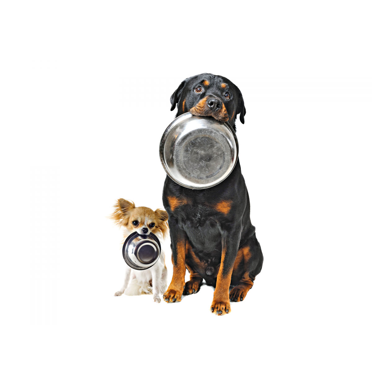 Champs Hundesnack Seezunge 100 g Bild 4