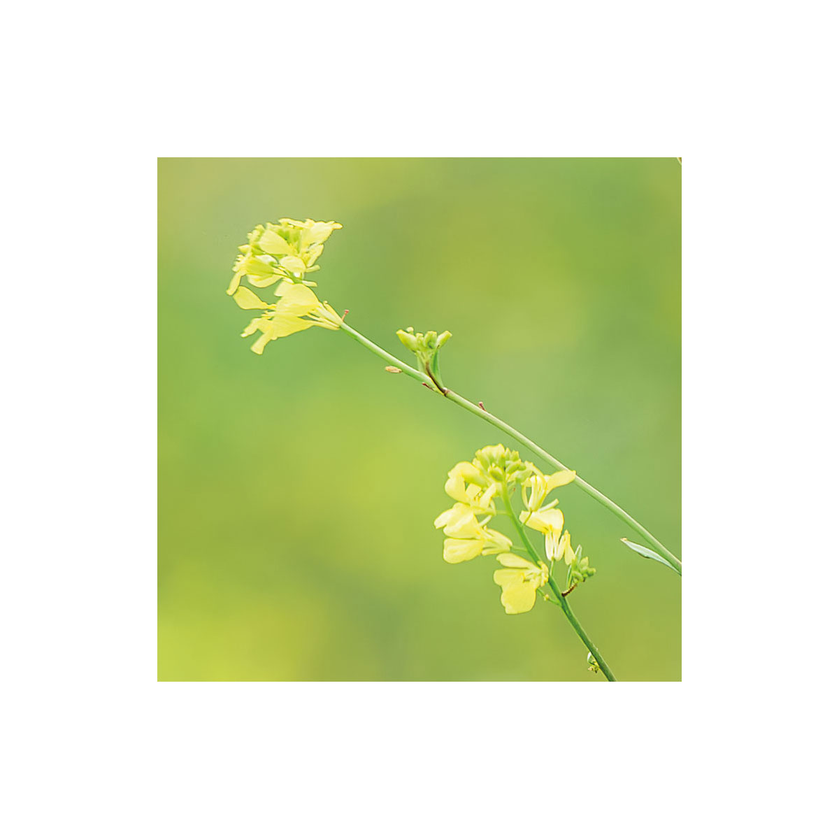 Komar  Vlies Fototapete Wiesenzauber II 450x280 cm Bild 6