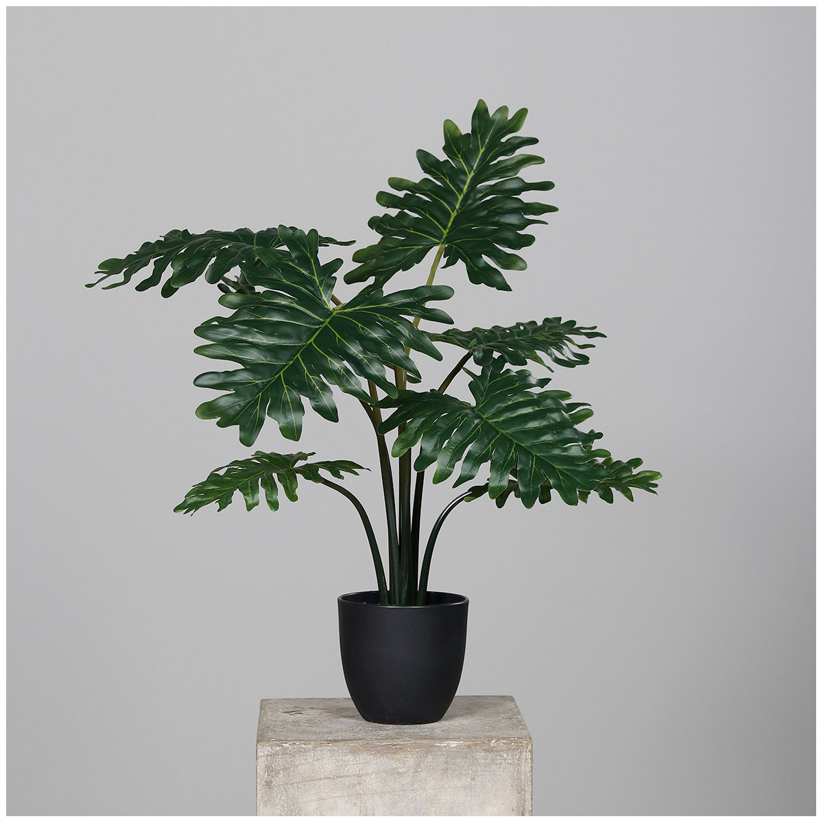 Philodendron Kunststofftopf schwarz 50 cm