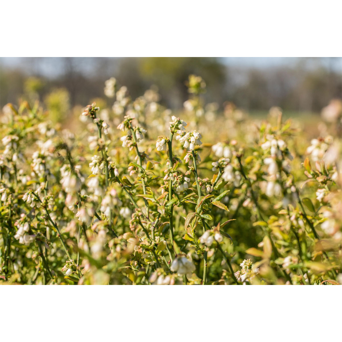 Plantiflor Heidelbeere Hortblue Petite Topf Durchmesser 23 cm