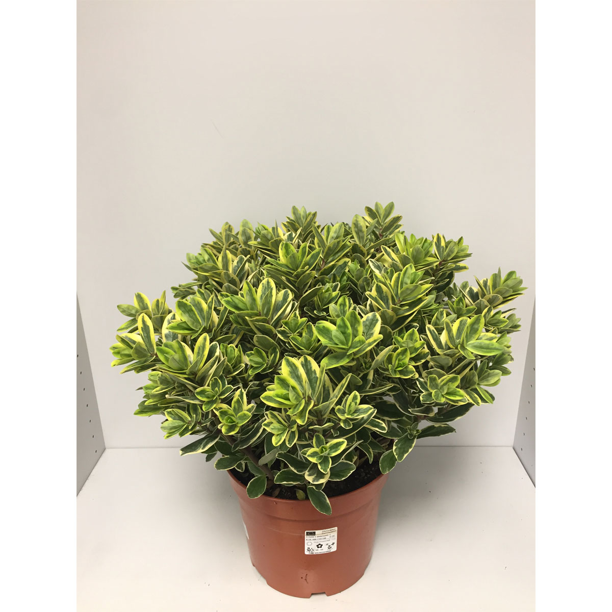 Plantiflor  Solitärbusch bunt