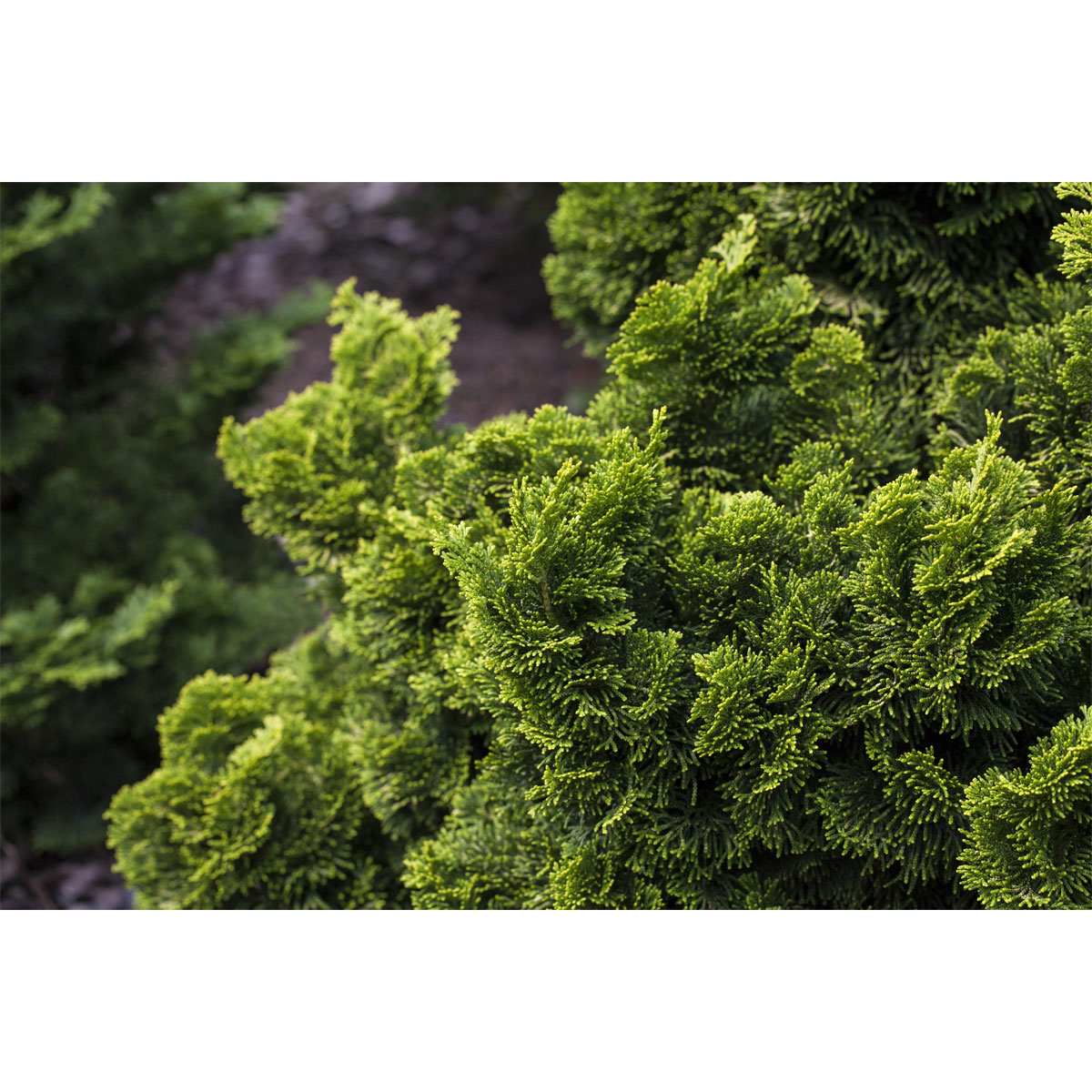 Plantiflor Gelbe Zwerg-Muschelzypresse Topf Durchmesser 17 cm