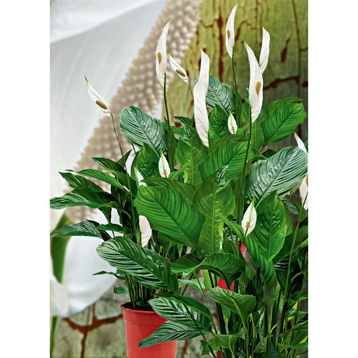 Plantiflor Einblatt 100 cm Topf 21 cm Bild 2