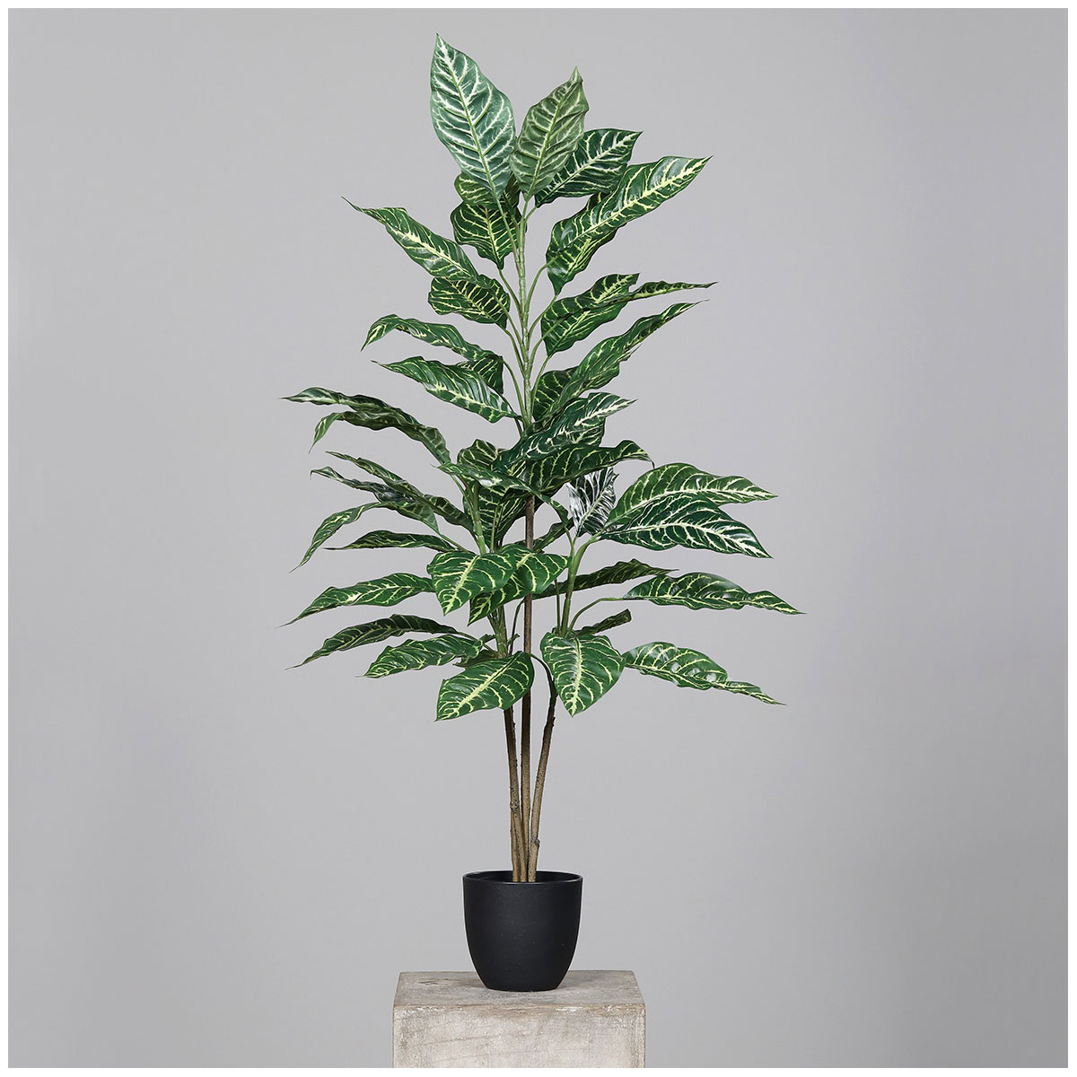 Dieffenbachia Kunststofftopf schwarz 100 cm