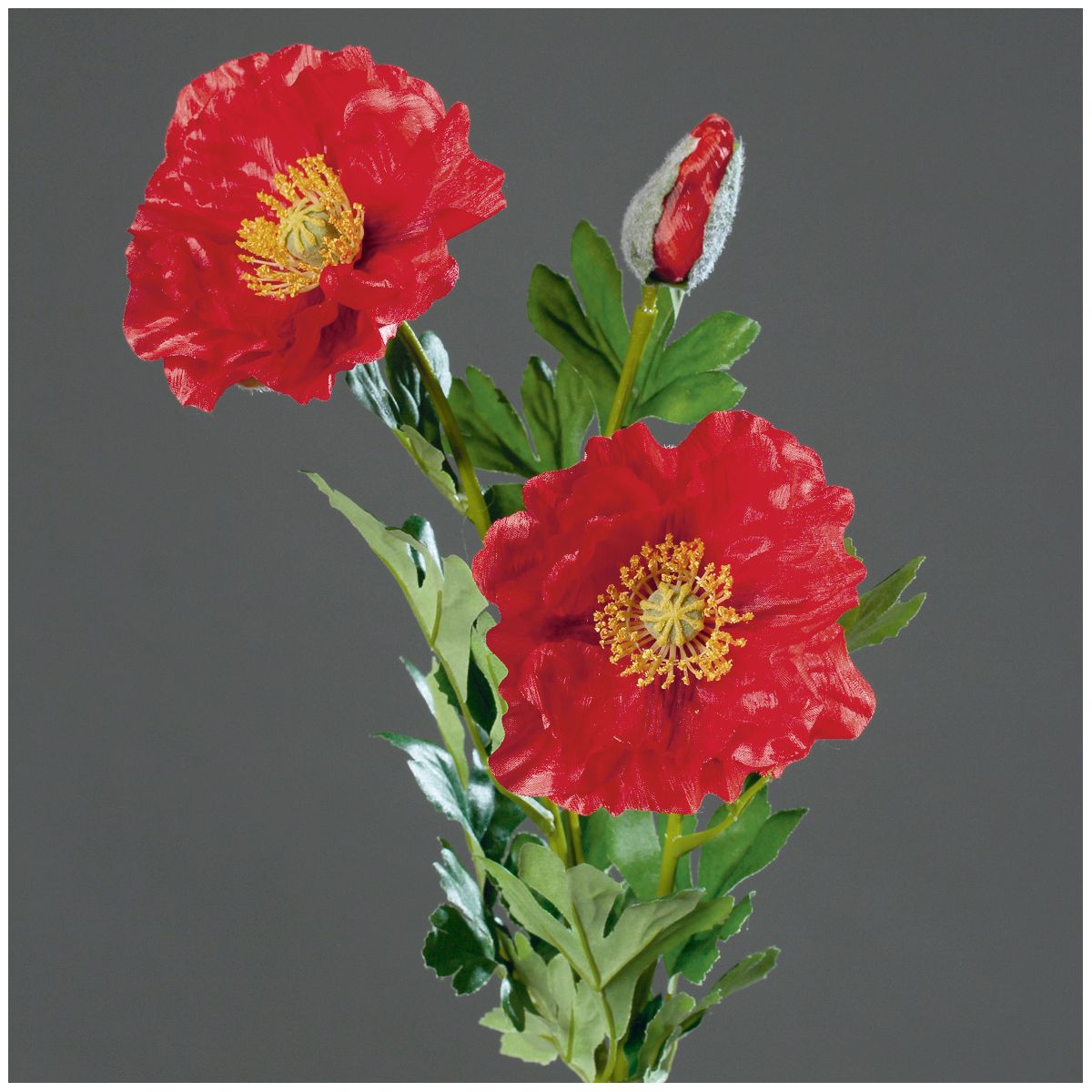 Mohn mit 3 Blüten 72 cm rot Bild 2