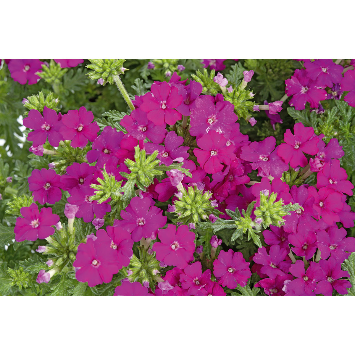 Plantiflor  Verbene verschiedene Farben T13 Bild 7