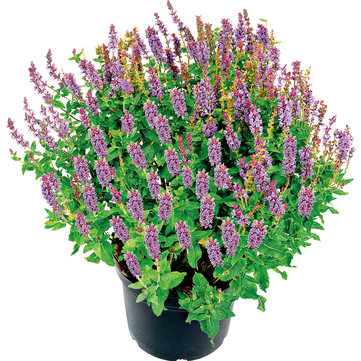 Plantiflor  Salbei T14