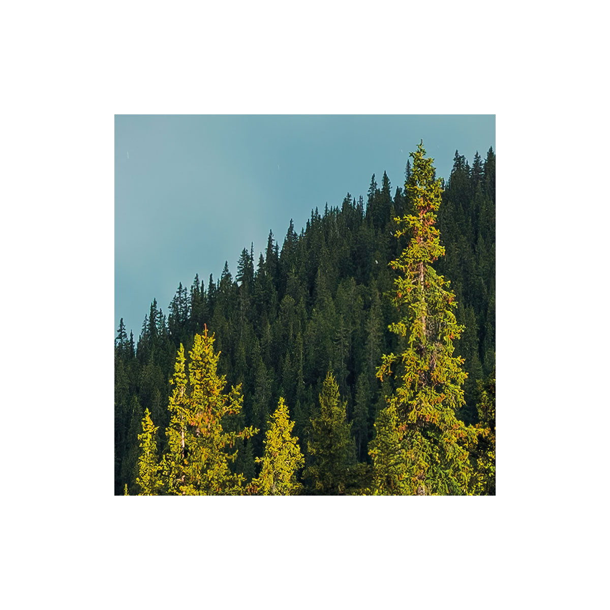 Komar  Vlies Fototapete Wonderland Canada 450x280 cm Bild 3