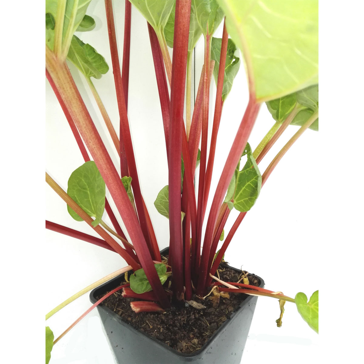 Rhabarber Fultons Strawberry Surprise