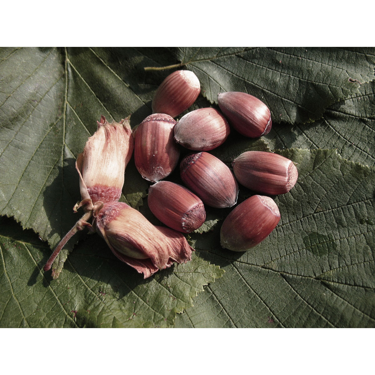 Haselnuss Maxima Purpurea