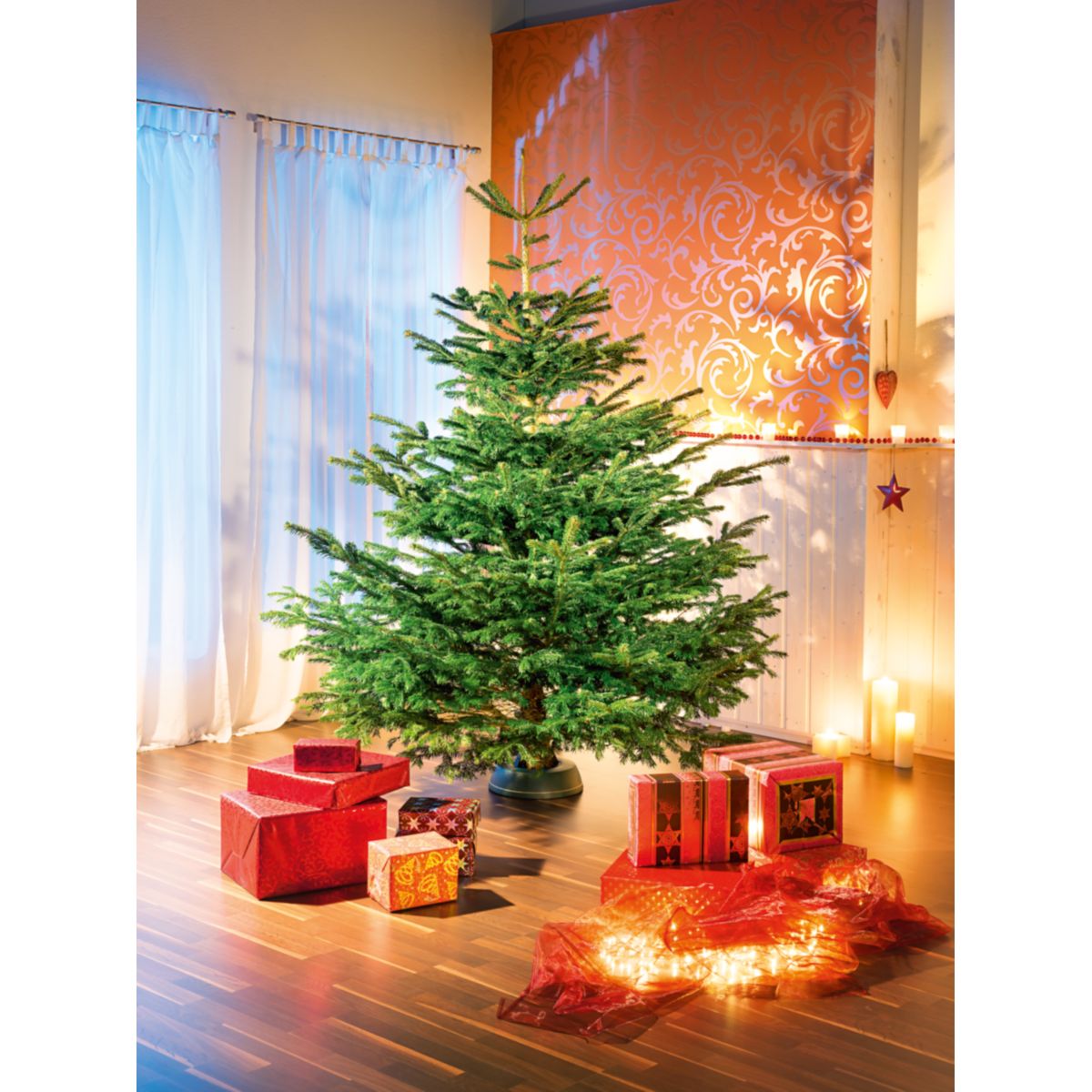 Nordmanntanne geschlagen Gold 250-290 cm Bild 2