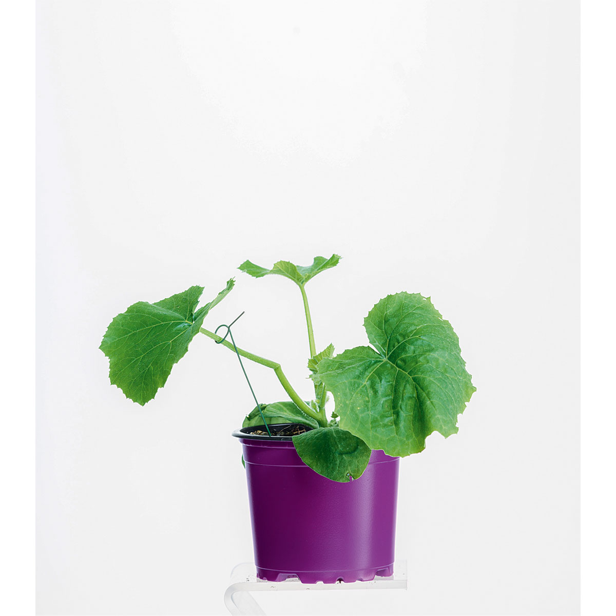 Plantiflor  Zucchini Pflanze Topf Durchmesser 12 cm Bild 1