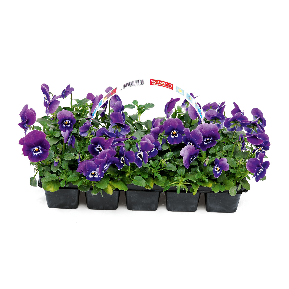 Plantiflor  Stiefmütterchen 10er-Pack