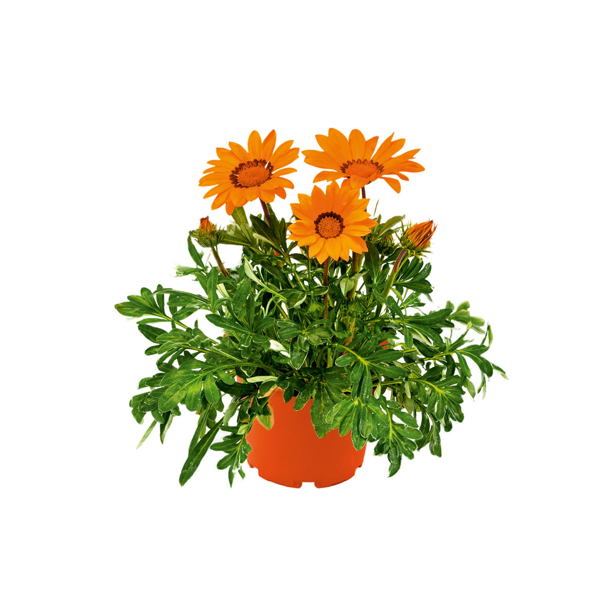 Plantiflor  Mittagsgold Topf Durchmesser 13 cm Bild 2