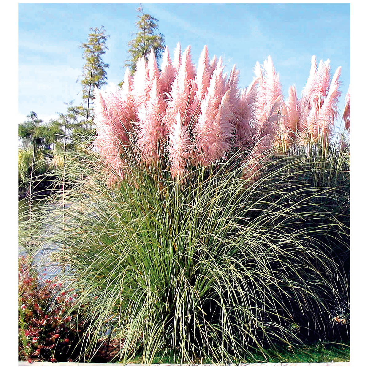 Plantiflor Pampasgras Rosea Topf Durchmesser 17 cm Bild 2