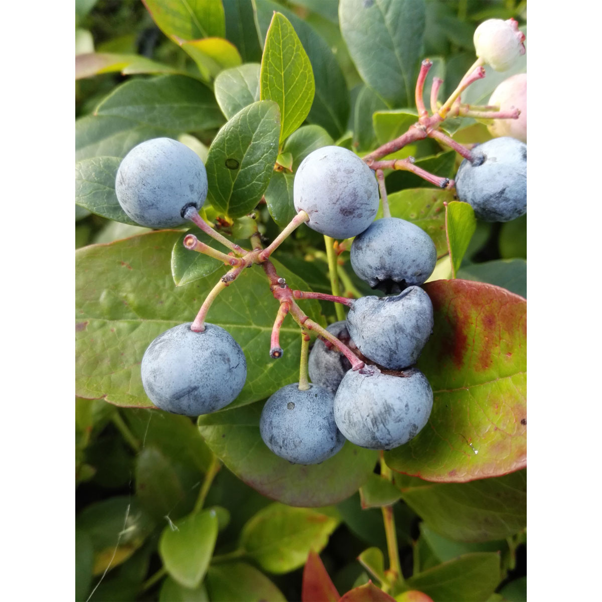 Gartenheidelbeere Nelson