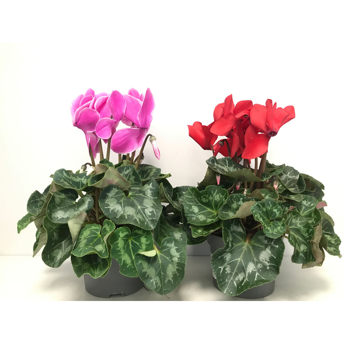 Plantiflor  Zimmer-Alpenveilchen XL-Mix verschiedene Farben T13