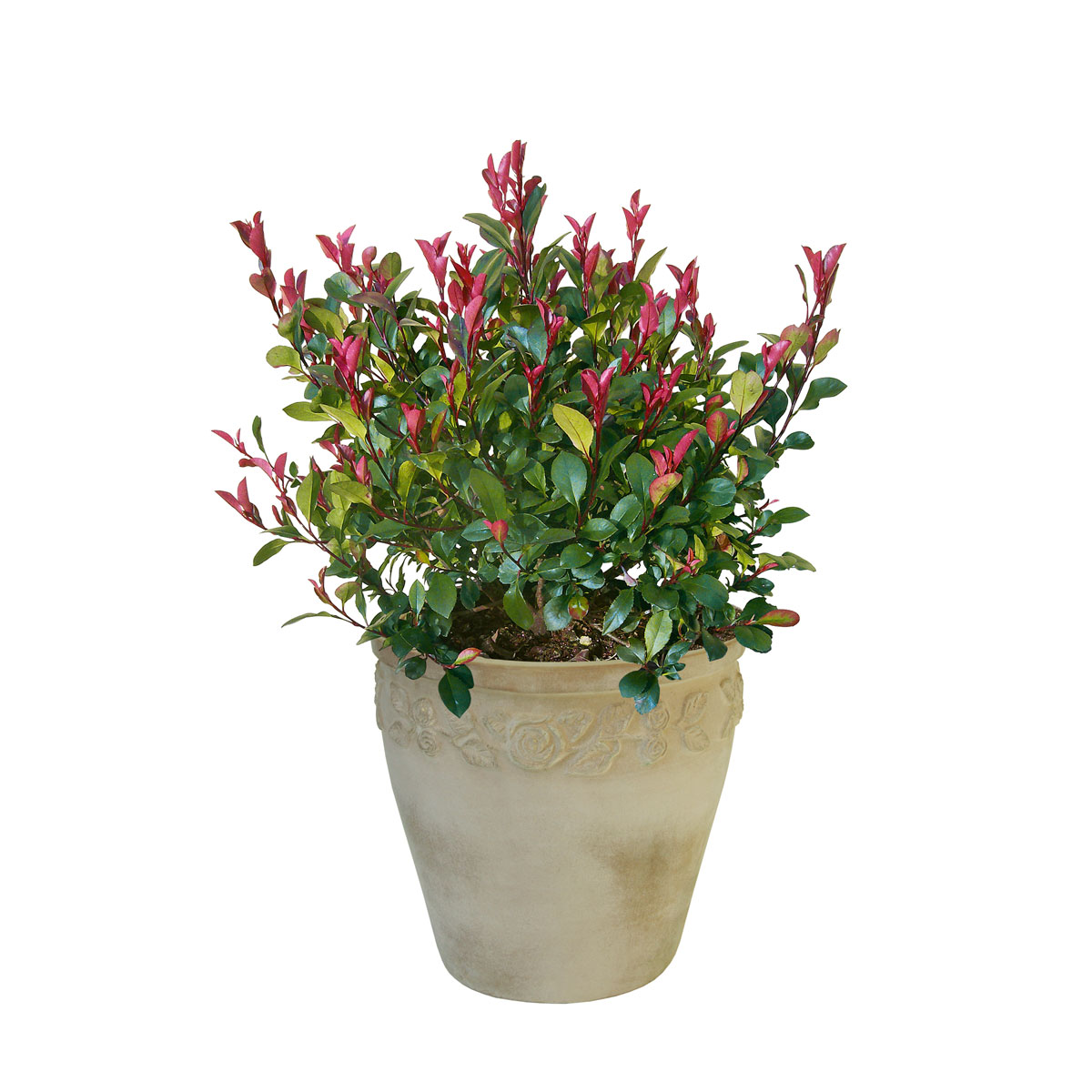 Plantiflor  Glanzmispel Carré Rouge Topf Durchmesser 17 cm Bild 1