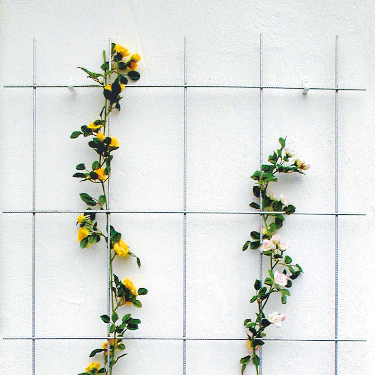 Spalier 5- strebig Bild 3