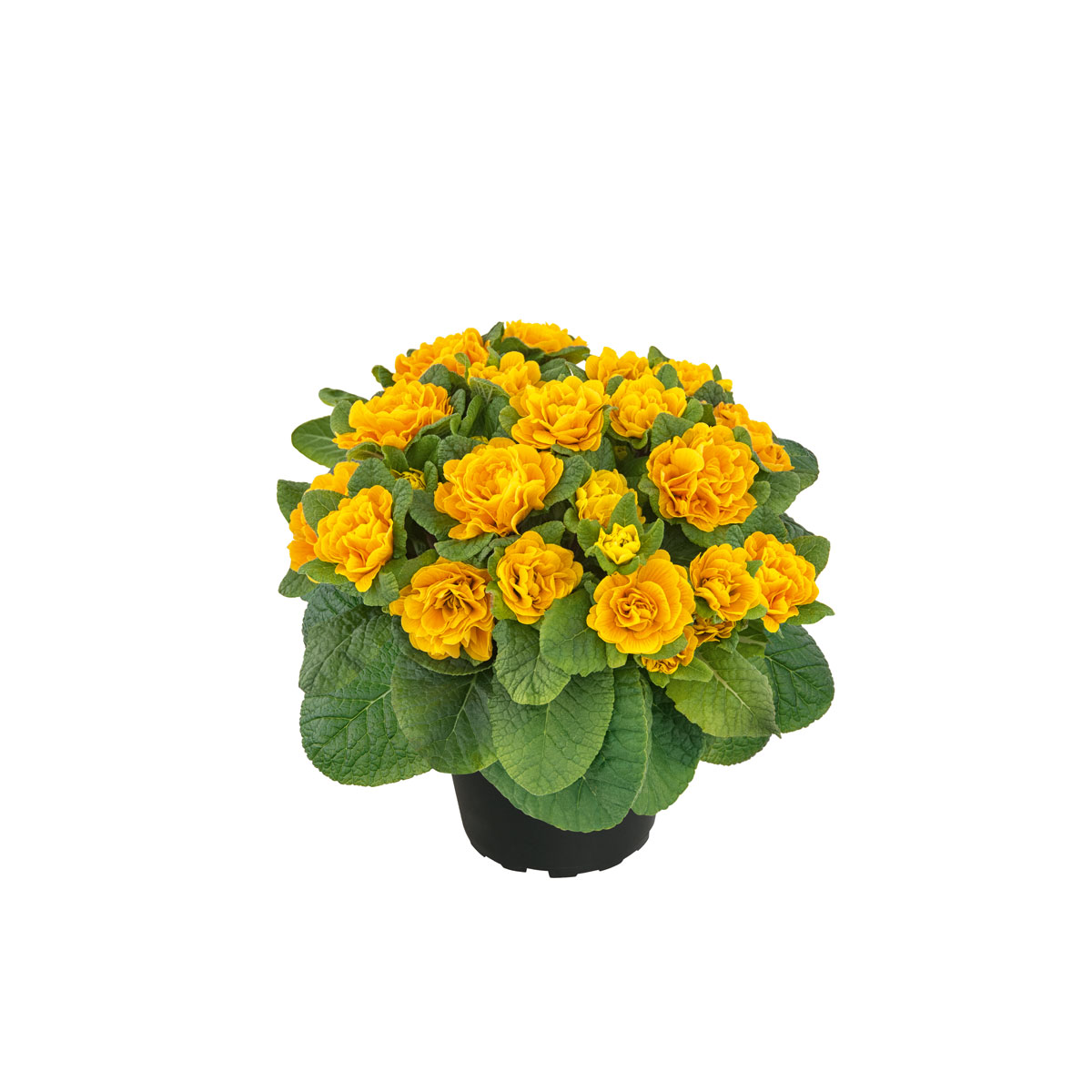 Plantiflor  Primula Belarina Topf Durchmesser 13 cm Bild 1