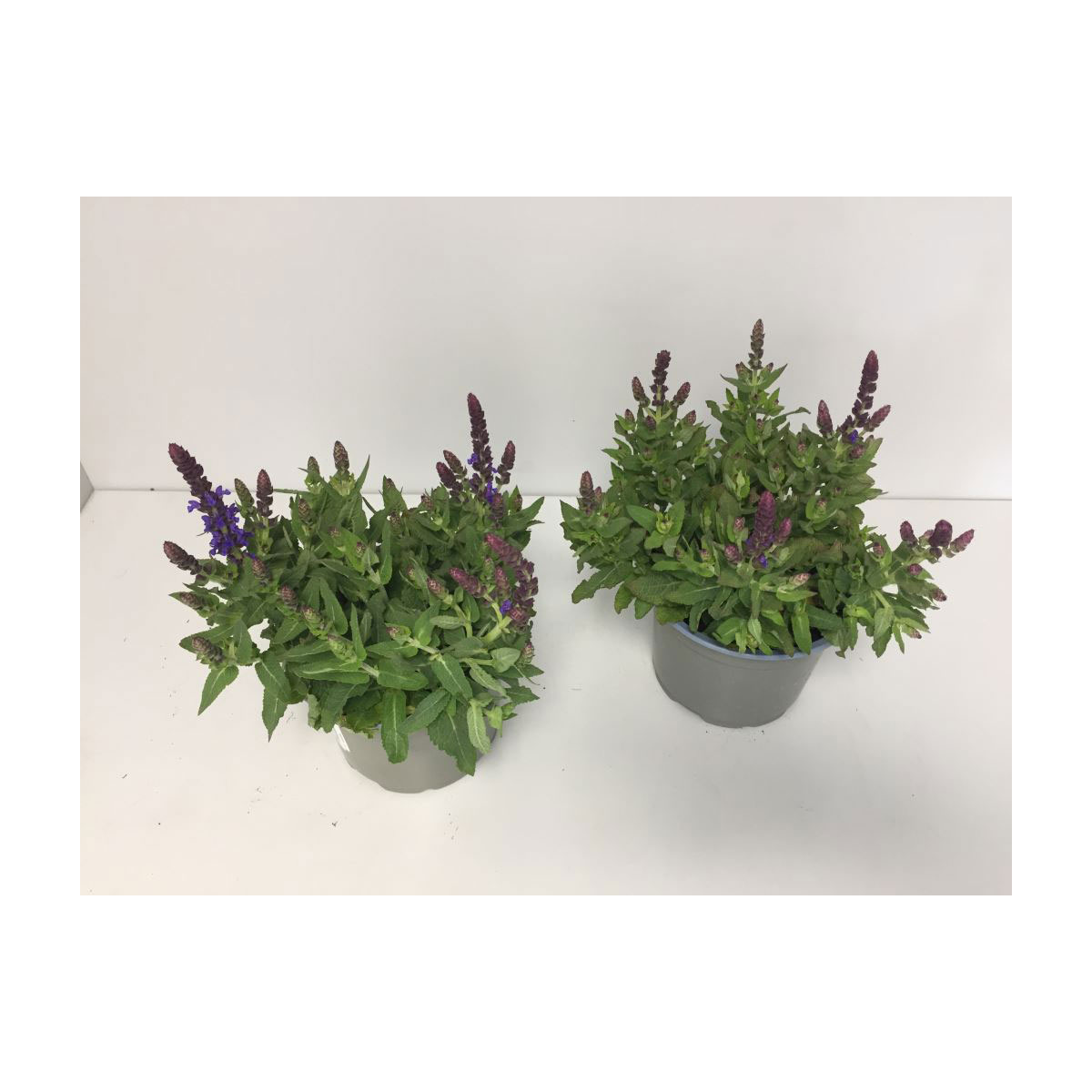 Plantiflor  Steppen-Salbei P13