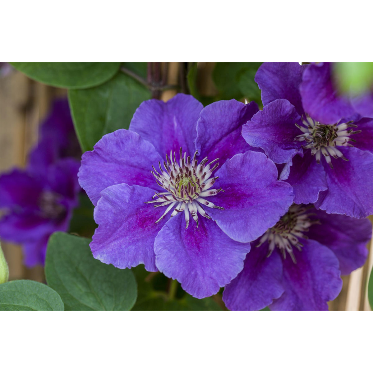 Plantiflor Waldrebe Ashva Topf Durchmesser 17 cm