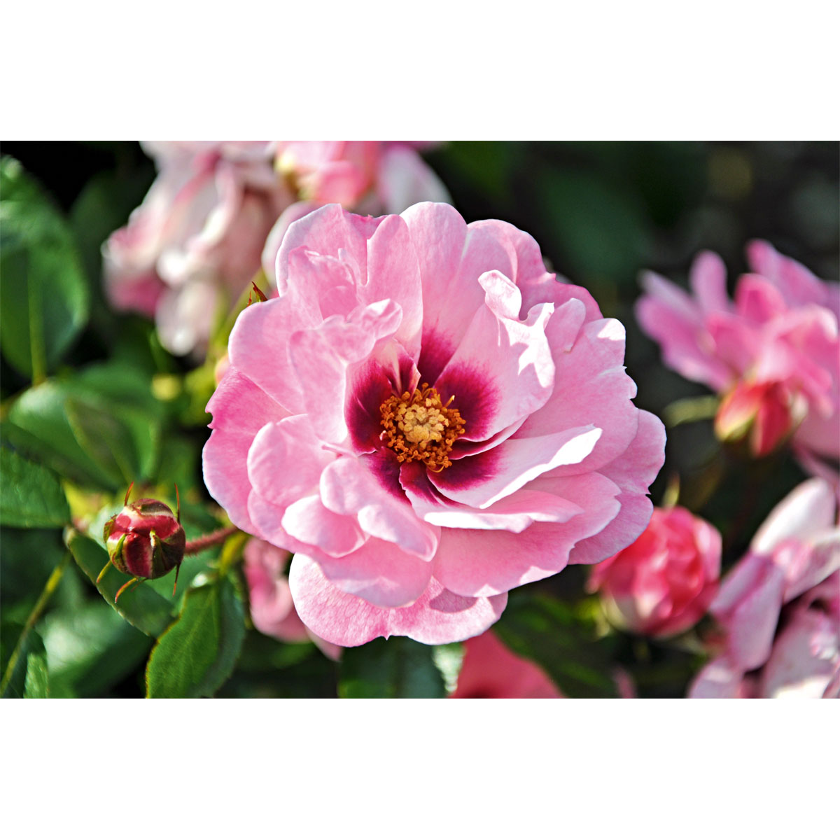 Plantiflor  Persische Bienen-Rose Bright Eyes Topf Durchmesser 23 cm