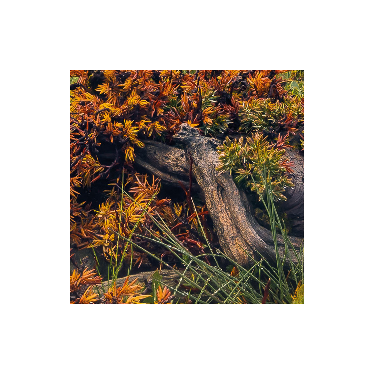 Komar  Vlies Fototapete The Last Paradise 400x280 cm Bild 7