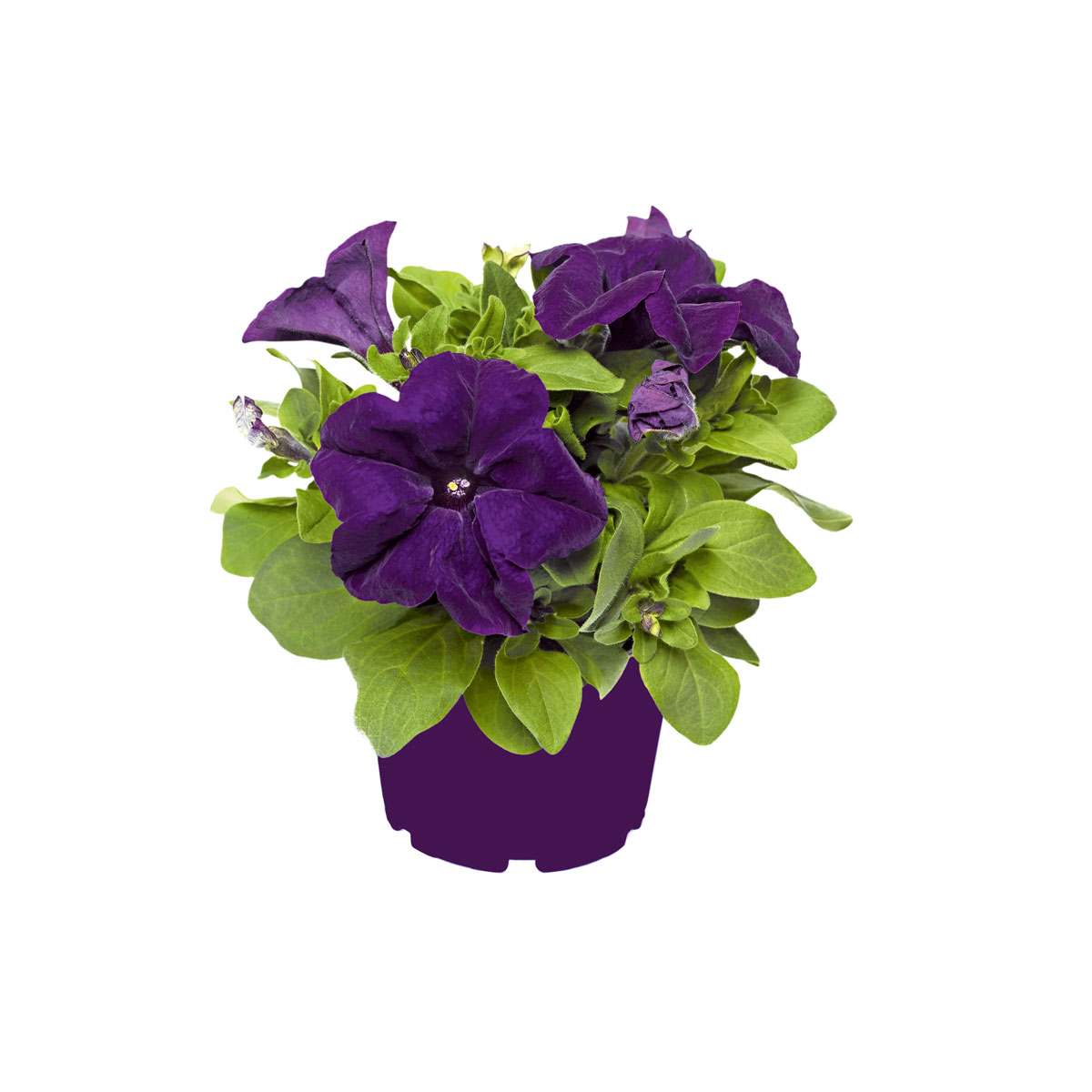 Plantiflor  Petunie großblumig ton in ton T13