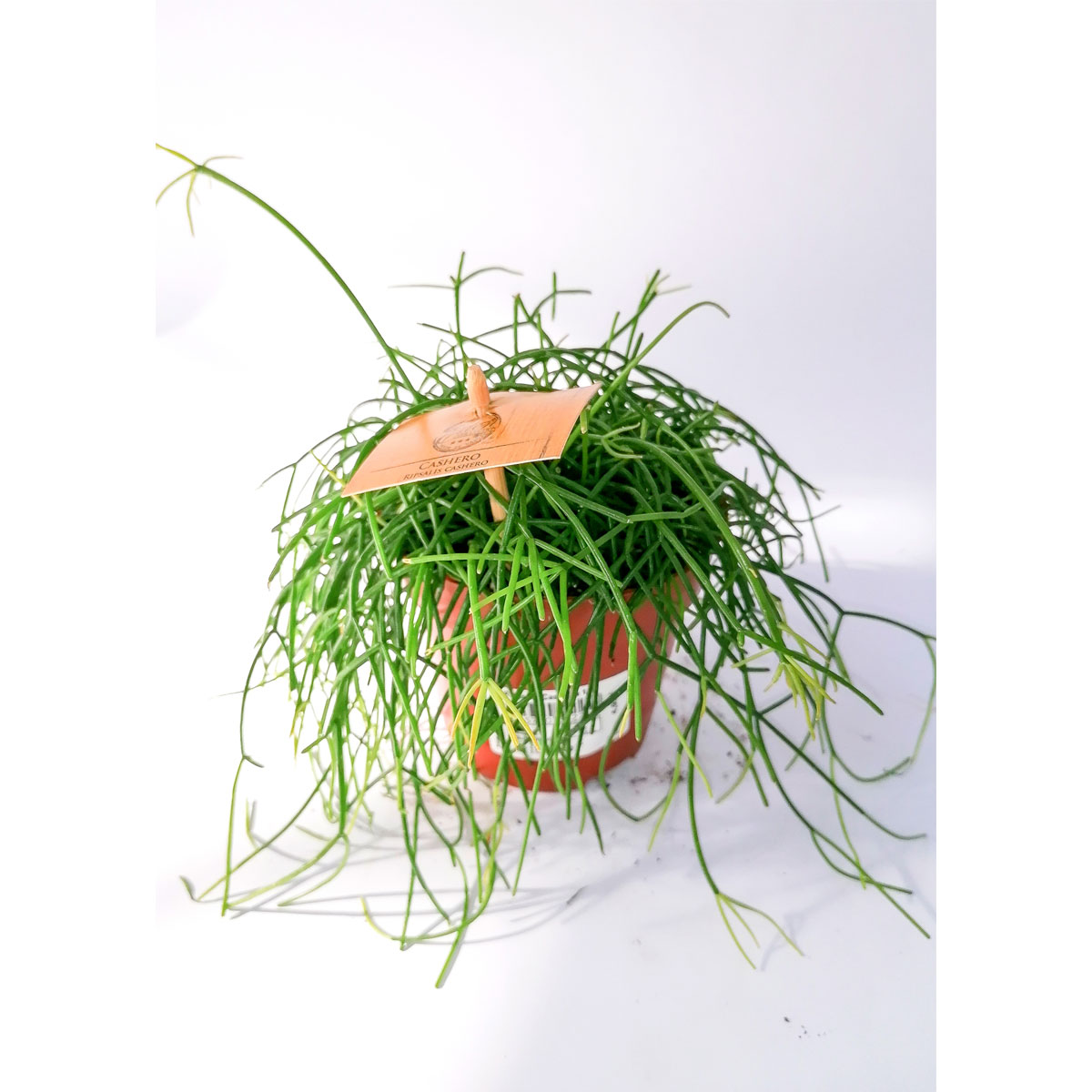 Plantiflor  Korallenkaktus 15-20 cm T12