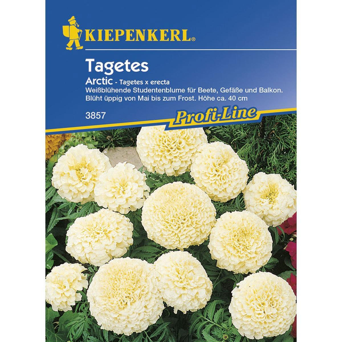 Kiepenkerl Tagetes erecta Arctic Profi-Line Bild 1