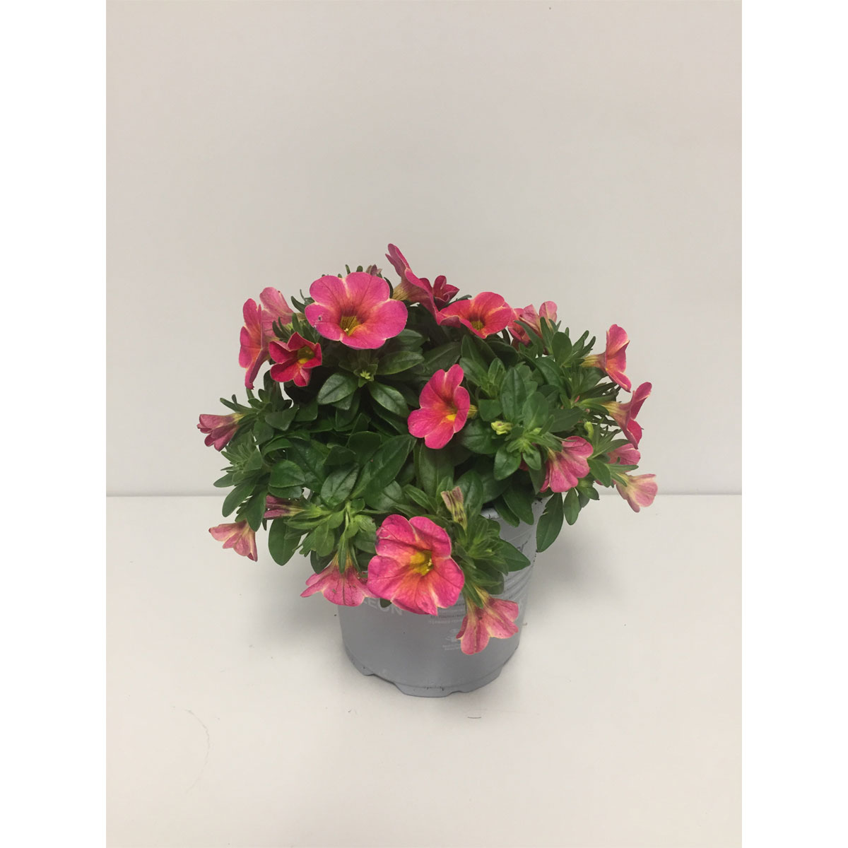 Plantiflor  Zauberglöckchen Chameleon Sonderfarben