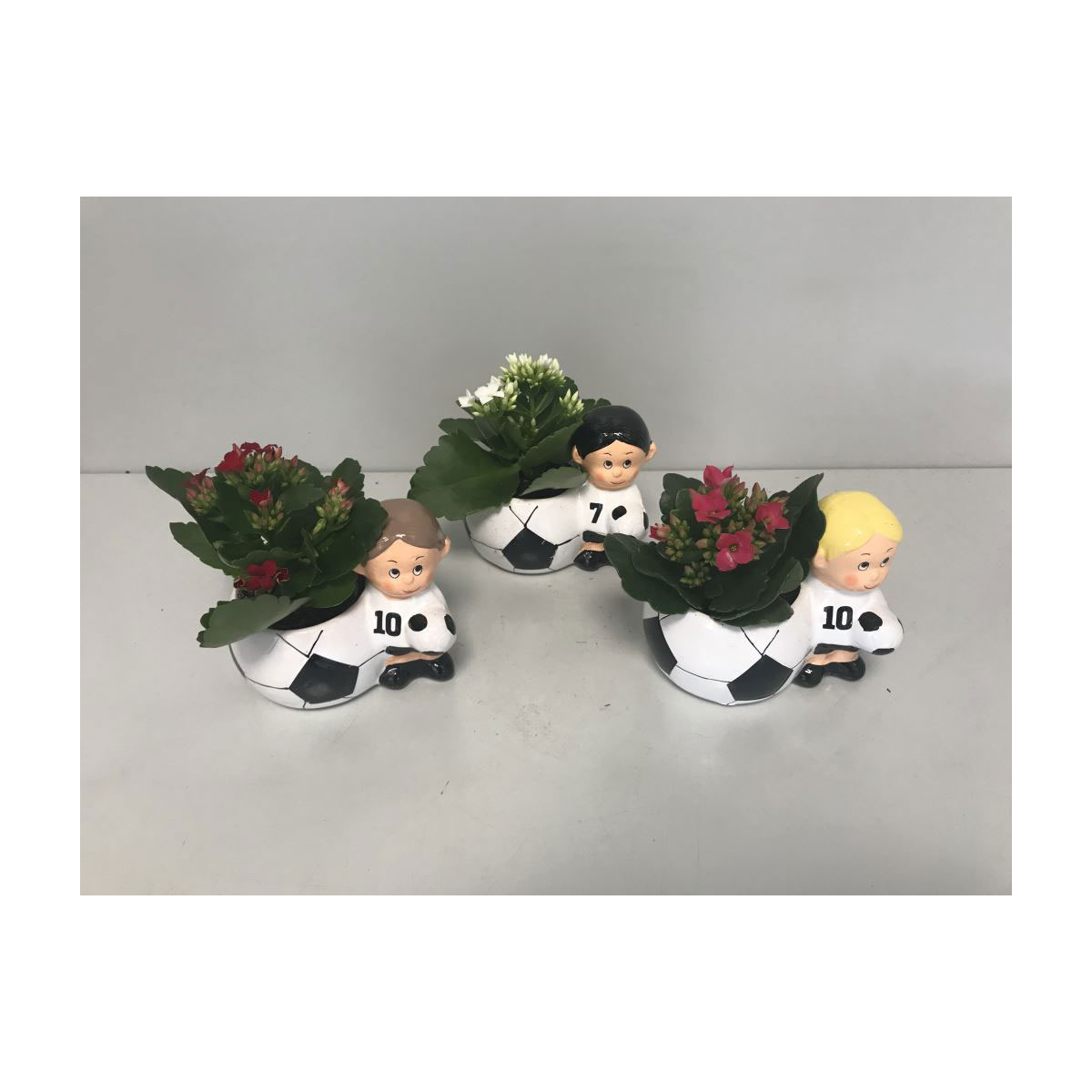 Plantiflor  Flammendes Käthchen EM Fußball Spieler verschiedene Farben/Motive