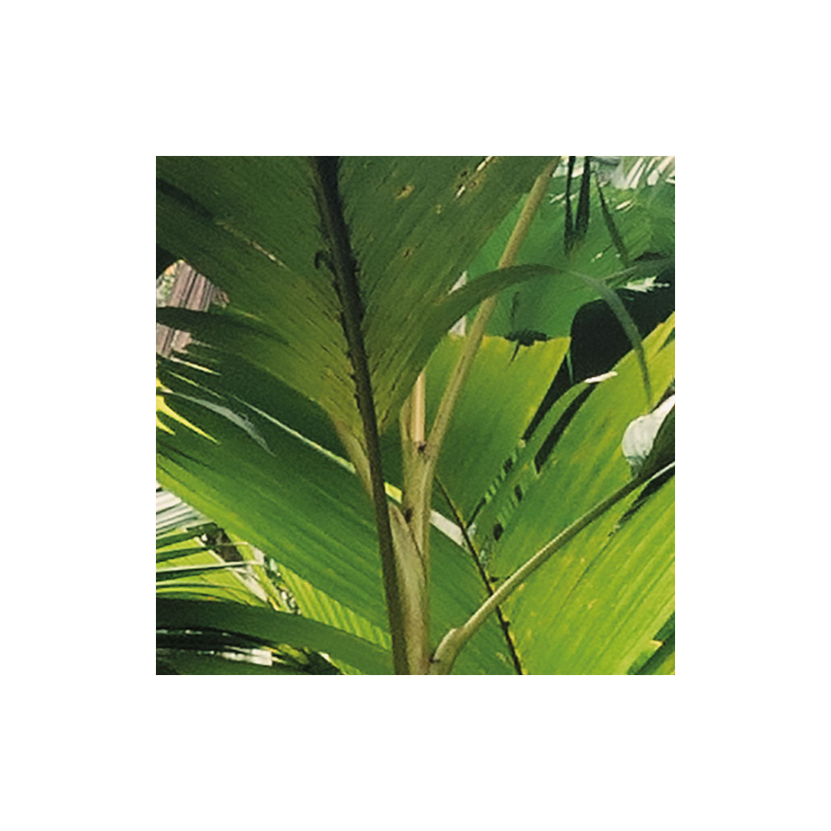 Komar  Vlies Fototapete Spirit 200x260 cm Bild 7