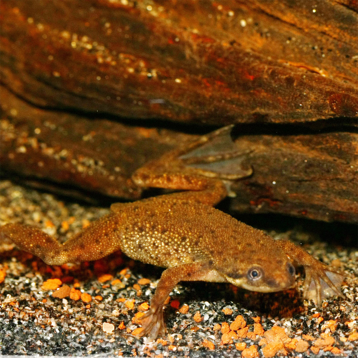 JBL  PRONOVO LOTL GRANO M 250ml Bild 6