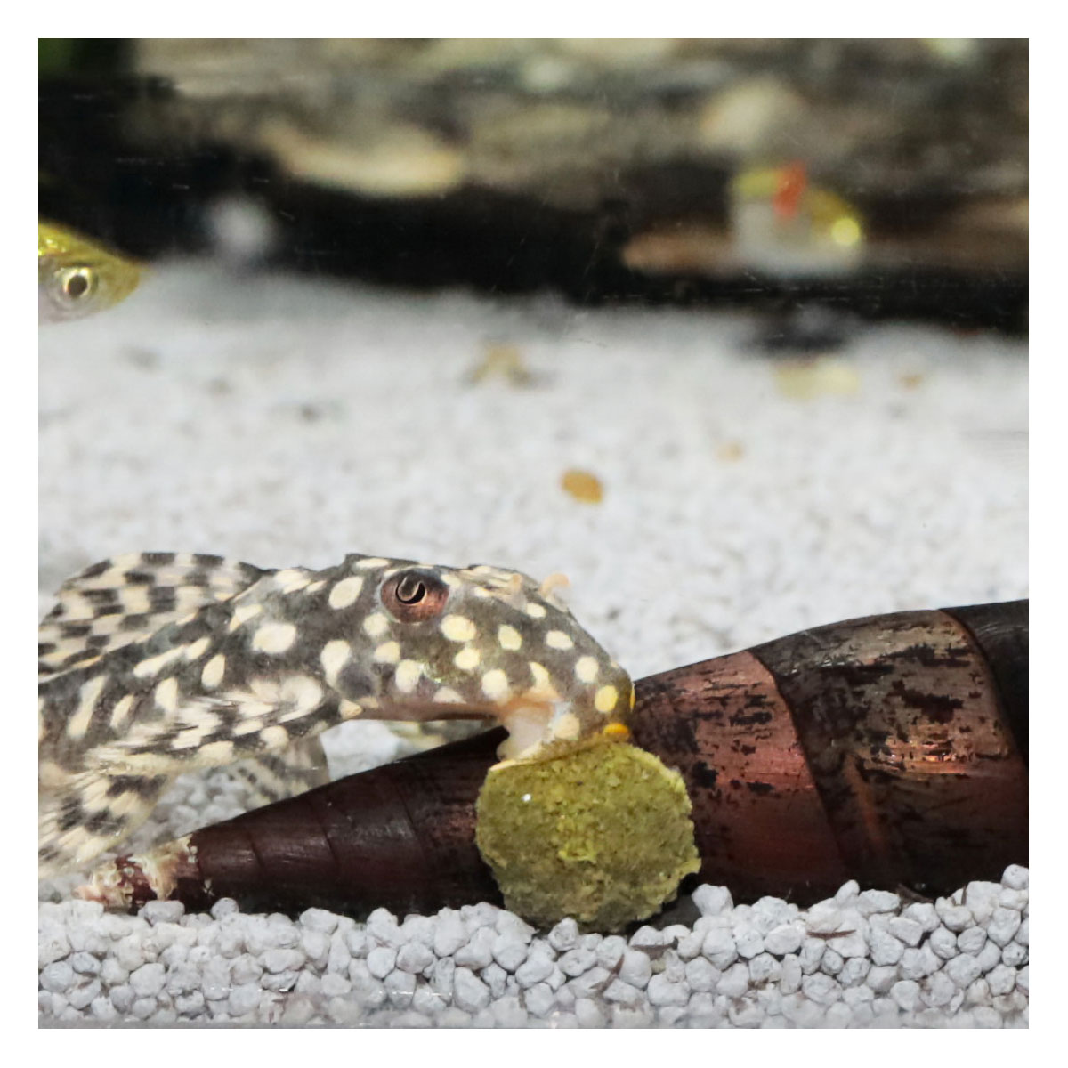 Futtertabletten PRONOVO PLECO WAFER XL 250 ml Bild 7