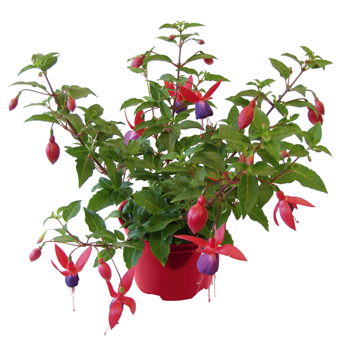 Plantiflor  Fuchsie hängend Topf Durchmesser 12 cm Bild 2