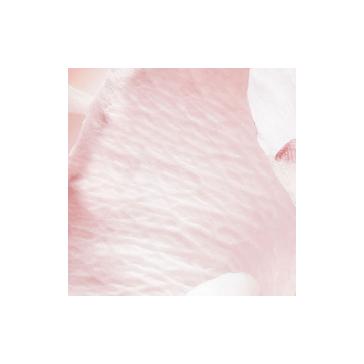 Komar  Papier Fototapete Spring Roses 368x254 cm Bild 9