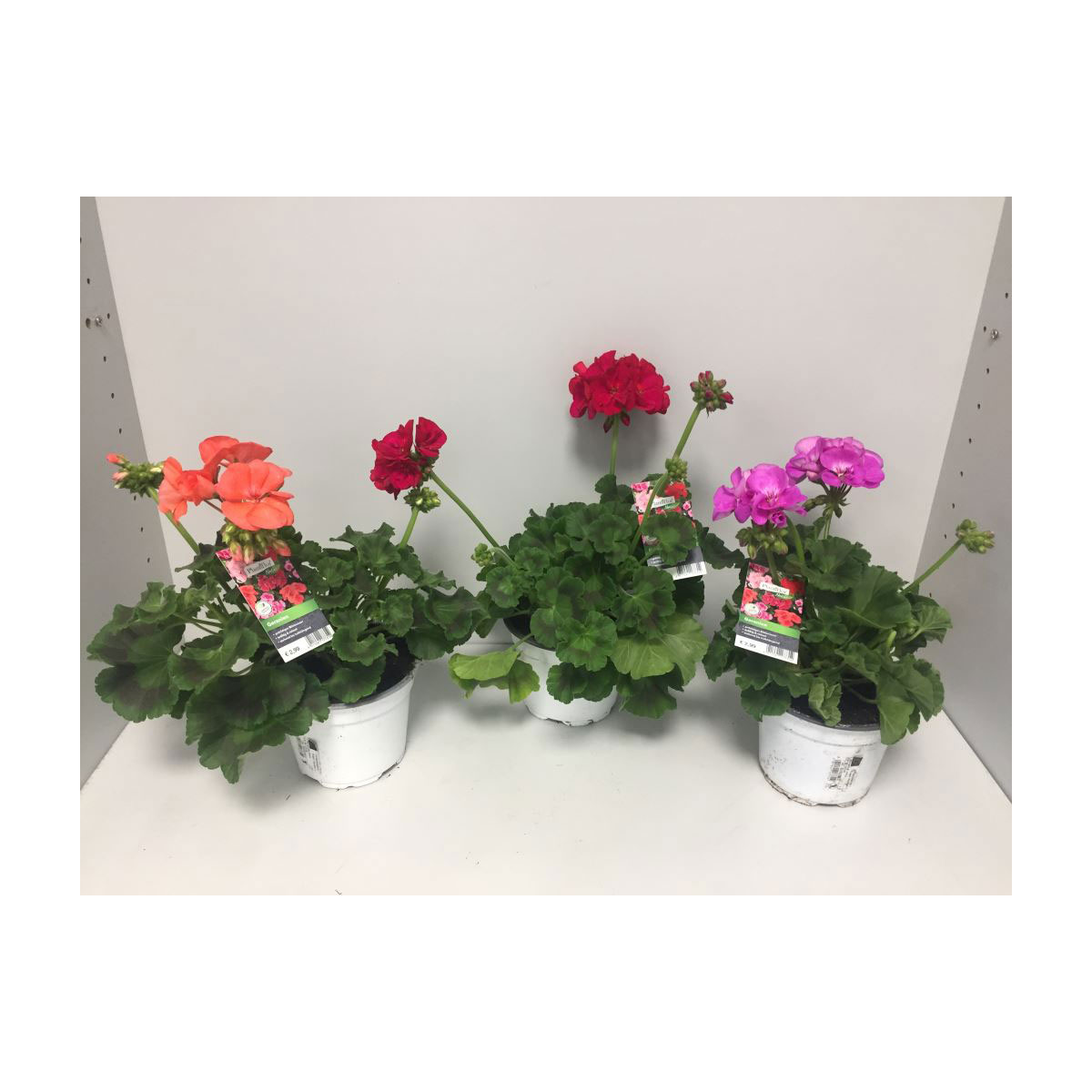 Plantiflor Zonal-Pelargonie verschiedene Farben T13