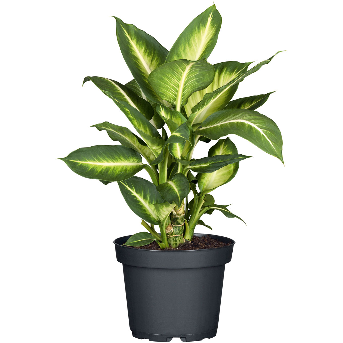 Plantiflor  Dieffenbachia Topf- Durchmesser 17 cm