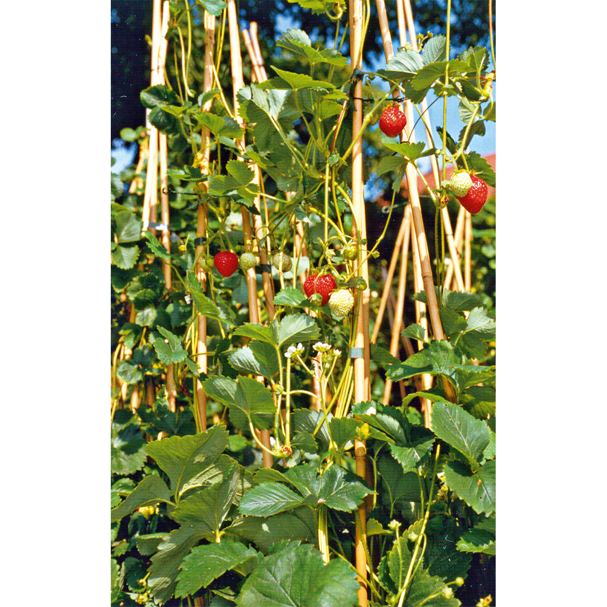 Plantiflor  Gourmetkräuter Klettererdbeere Topf 12 cm Bild 1