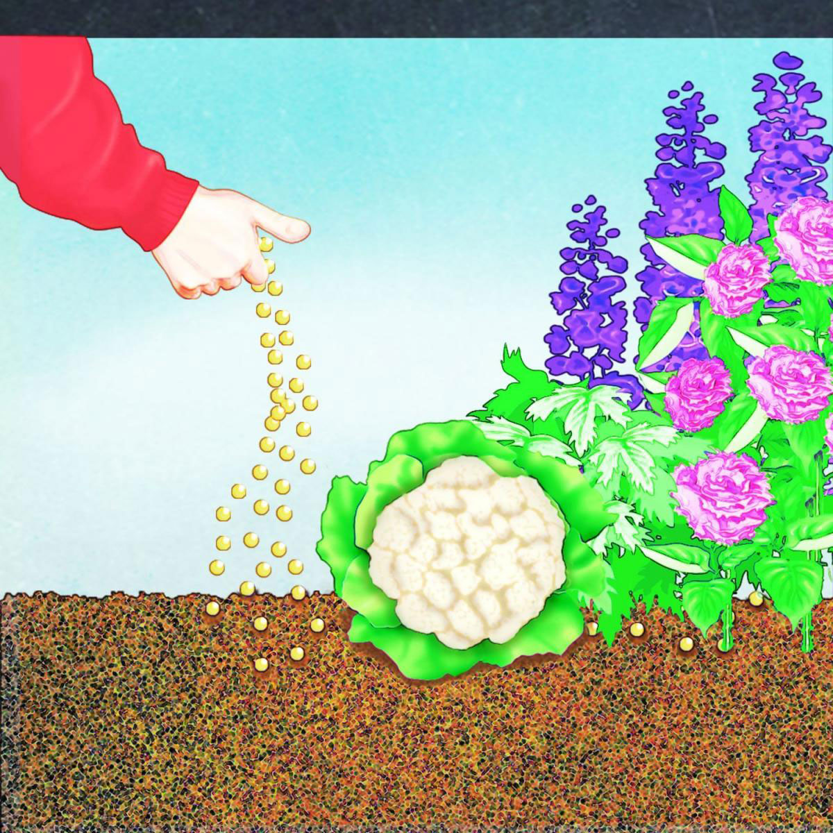 Compo BIO Universal Langzeit-Dünger mit Schafwolle 2 kg Bild 2