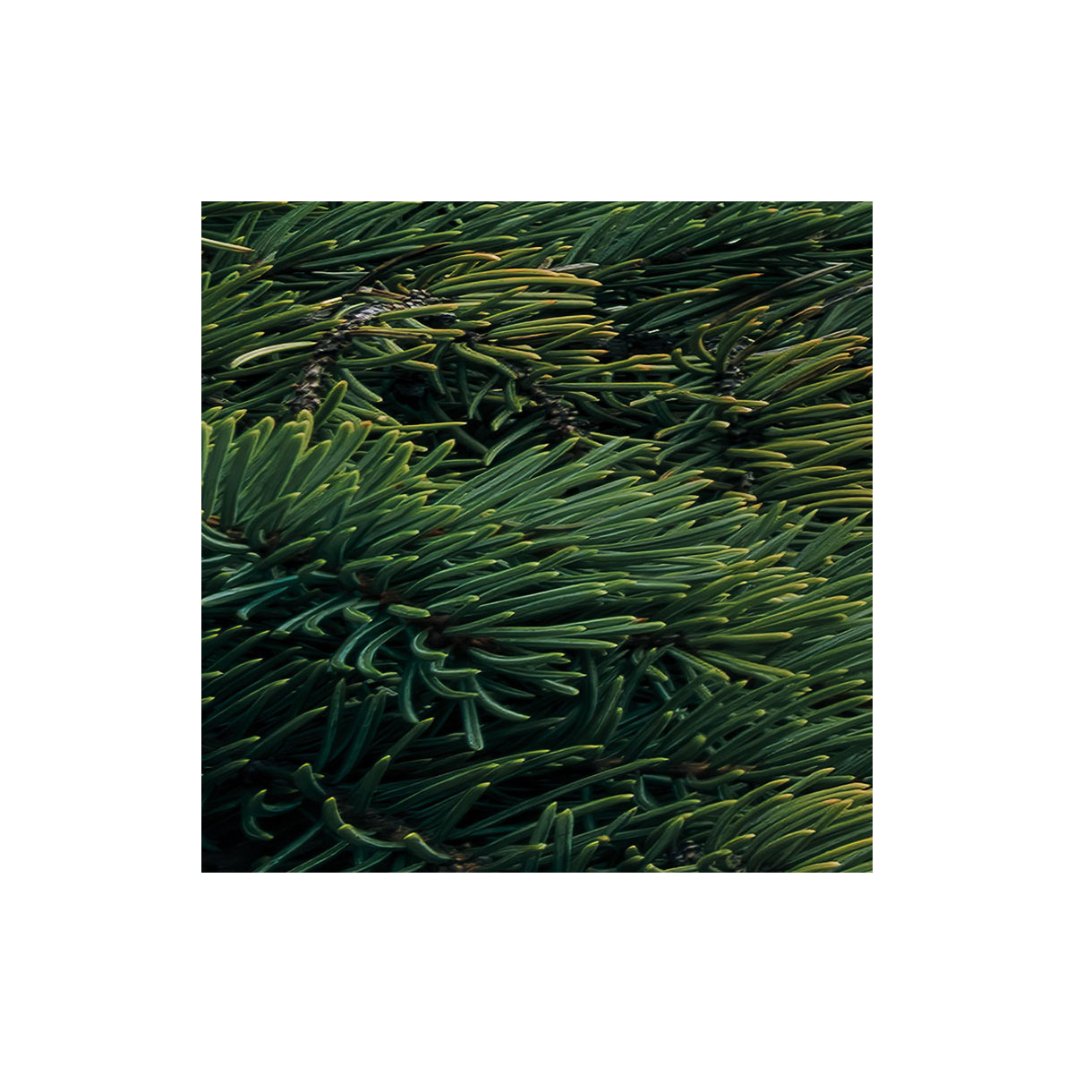 Komar  Vlies Fototapete Magic Moraine Morning 450x280 cm Bild 7